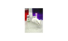 Custom Antibody Production Services