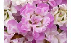 Dancing Queen - Chamelaucium