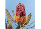 Banksia (Banksia)