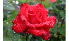 Grande Amore - Roses