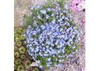 Lithodora Star