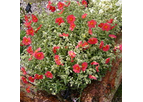 Helianthemum Beechpark Red