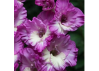 Gladiolus Anouk