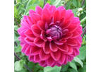 Dahlia Anne Cornelia
