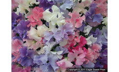 Highly Perfumed Mixed Spencer