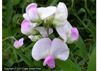 Lathyrus Latifolius (Pink Everlasting)