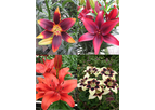 Asiatic Lily Collection (Pack of 12 Bulbs)