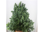 Abies Nobilis (Blue Spruce)