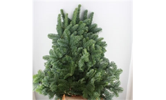 Abies Nobilis (Blue Spruce)