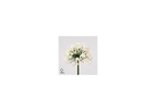 Agapanthus