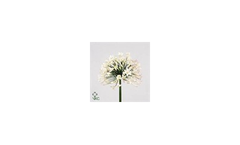 Agapanthus