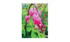 Bleeding Heart