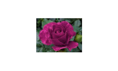 Adam`s Rose (Wekromico)
