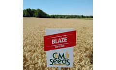 Blaze - Soft Red Winter Wheat