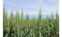 Adrianus - Hard Red Winter Wheat