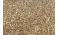 Easton - Hard Red Spring Wheat