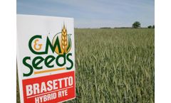 Brasetto - Hybrid Rye