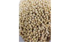 Angelica - Soybean