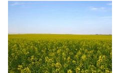 Mercedes - Hybrid Winter Canola