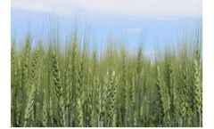 Gallus - Hard Red Winter Wheat