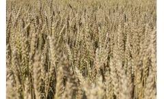Furano - Hard Red Spring Wheat