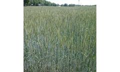 Bono - Model KWS - Hybrid Rye