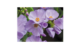 Abutilon (Vitifolium) X Suntense