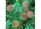 Acaena `Fuzzy Heads`