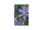 Agapanthus Charlotte