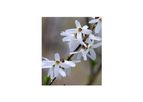 Abeliophyllum Distichum (White Forsythia)
