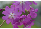 Primula Sieboldii - Aaimayama