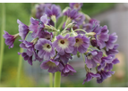 Asiatic Primulas - Aaimayama