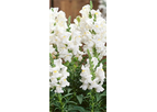 Snapdragon White