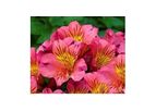 Model B900 - Alstroemeria - Dwarf Princess Lily Elaine PVR