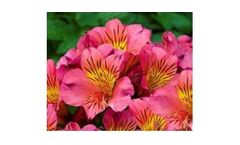 Model B900 - Alstroemeria - Dwarf Princess Lily Elaine PVR