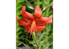 Red Life - Tiger Lilium