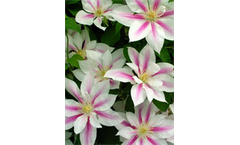 Andromeda - Clematis