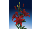 Asiatic Lilies