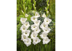 Gladiolus