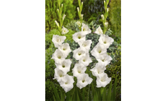 Gladiolus