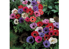Single Anemones De Caen Mix