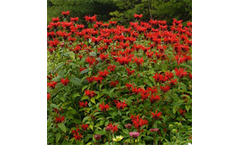 Jacob Cline Bee Balm
