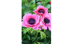 DeCaen Single - Sylphide