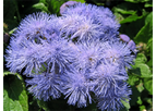 Ageratum
