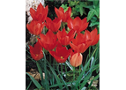 Tulipa batalinii Red Gem