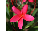 Frangipani Red (Common Name – Red Frangipani)