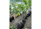 Citrus Tree Small