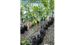 Citrus Tree Small