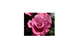 Angel Face Roses