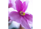 African Violets